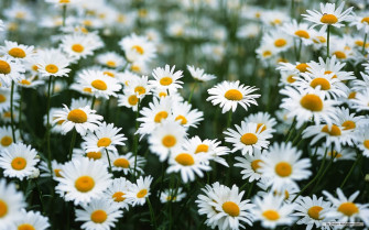 Daisy Flower Wallpaper