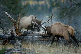 Bull Elk Fights Are A Spectacular Sight To See Here Some Photos