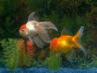 Gold Fish Wallpaper
