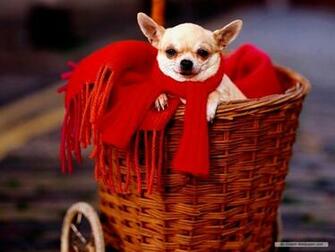 Chihuahua Wallpaper