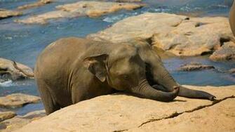 HD Wallpaper Desktop Elephants