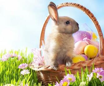 Easter Holidays Eggs Flowers Herbs Jpg