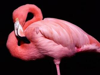 Flamingo Posing Desktop Pc And Mac Wallpaper