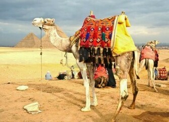 Camel Animal HD Wallpaper Desktop