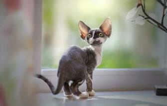 Wallpaper Look Window Kitty The Devon Rex Image For Desktop