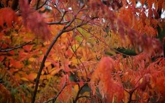Autumn Wallpaper Widescreen Daily