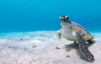 Wallpaper Sea Water Background Blue Turtle The Bottom