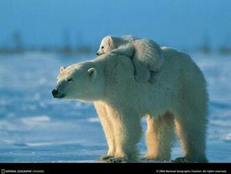Cute Baby Bears HD Wallpaper In Animals Imageci