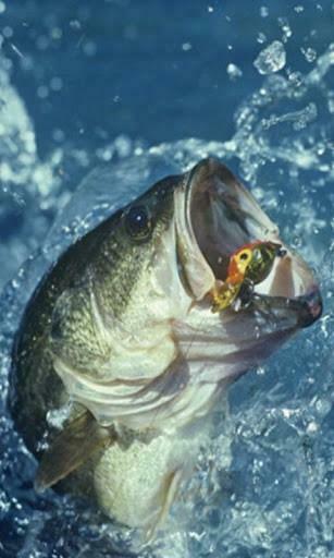 Bass Fishing Wallpaper
