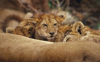 Tag Wildlife Wallpaper Background Photos Pictures And Image For