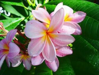 Pin Pink Plumeria Wallpaper