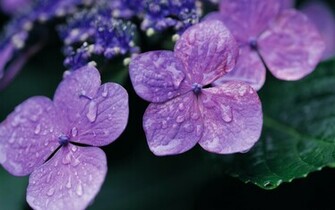 Hydrangea Wallpaper