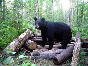 Black Bear Wallpaper