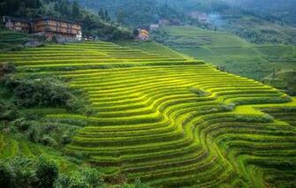 Wallpaper Mountains House Slope China Tea Plantation Guangxi