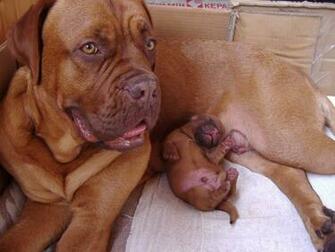 Dogue De Bordeaux And His Puppy Wallpaper Image