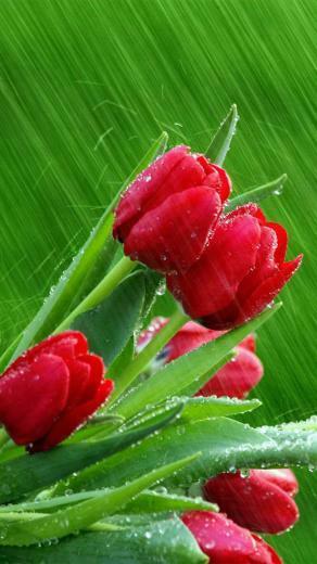Top Desktop Roses Wallpaper HD Rose Beautiful Red