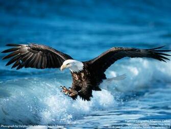 Eagle Wallpaper HD For Desktop Background Wallpapermine