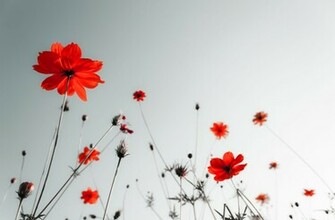 Poppy Wallpaper