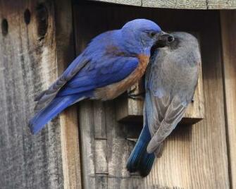 Best Bluebird Western Pair Wallpaper Daisy