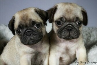 Pug Puppies Desktop Wallpaper Dogbreedswallpaper
