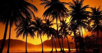 Palm Tree Desktop Wallpaper HD Background Of Your Choice
