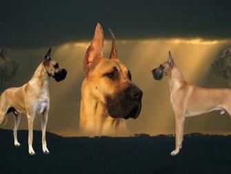 Great Dane Wallpaper