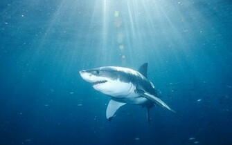Beautiful Tiger Shark Pictures And Wallpaper