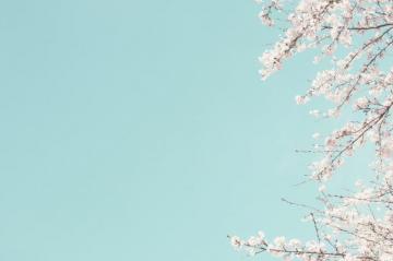 Cherry Blossom Wallpaper HD Hq