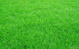 Wallpaper Nature Grass Football Pitches