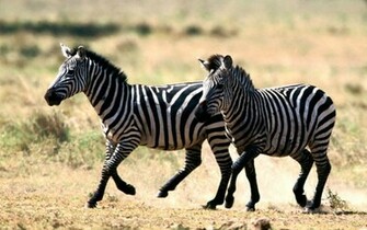 Zebra Wallpaper Desktopwallpaper Desktop Background