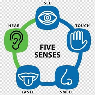 Sense Sensory Nervous System Education Receptor Sensation