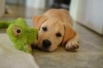 Cutest Lab Puppy In The World Image Pictures Becuo