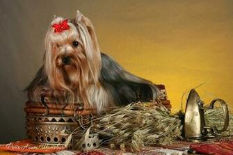 Wallpaper Yorkshire Terrier Dogs Animals