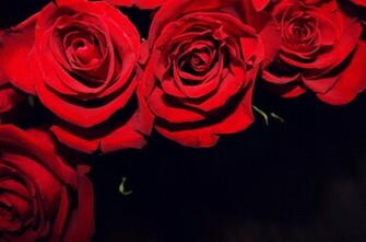 Red Roses On Black Background