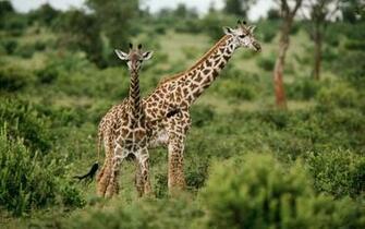 Wildlife Animals Wallpaper Galleries Papers Africa