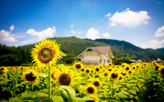 Sunflower Field Wallpaper