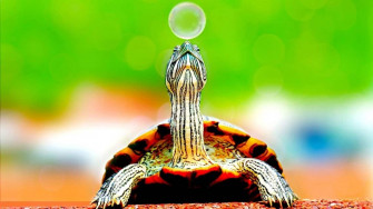 Fun Facts About Our Friends In A Shell The Turtle Articles