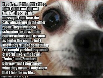 Funny Animals With Words HD Wallpaper Background In