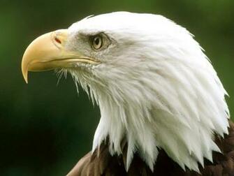 Bald Eagle Montana