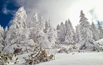 Snow Forest