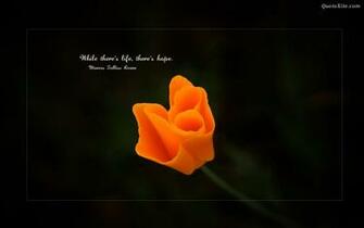 Lovely Rose Black Background Wallpaper For Laptop Valentines Day