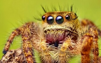 Wild Animals Wallpaper