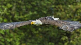 American Eagle Wallpaper