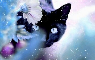 Cats Image Beautiful Cat HD Wallpaper And Background Photos