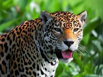 Animal Jaguar Wallpaper