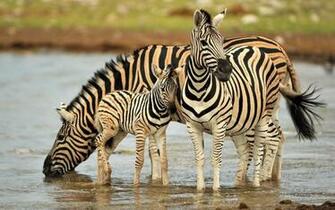 Zebra In HD Fields Forest Baby Wallpaper
