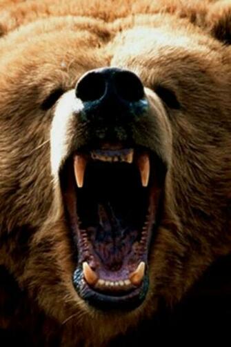 Grizzly Bear iPhone Wallpaper HD