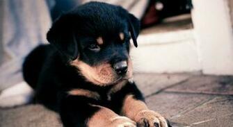 Rottweiler Puppy Wallpaper Puppies HD