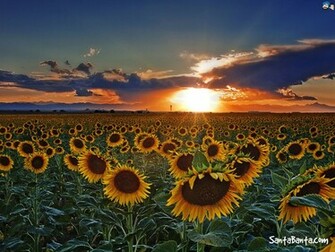 Sunflowers Wallpaper