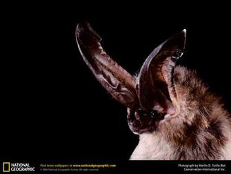 Animal Tattoo Art Picture Bat Wallpaper On Desktop
